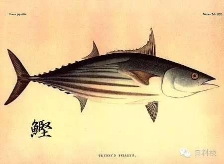 鲣鱼 小鲜肉变木头的故事 知乎