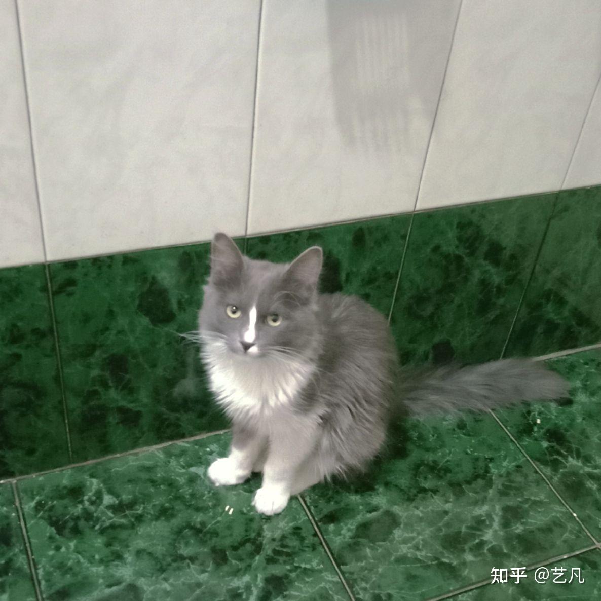 布偶和蓝白英短串出来长大什么样