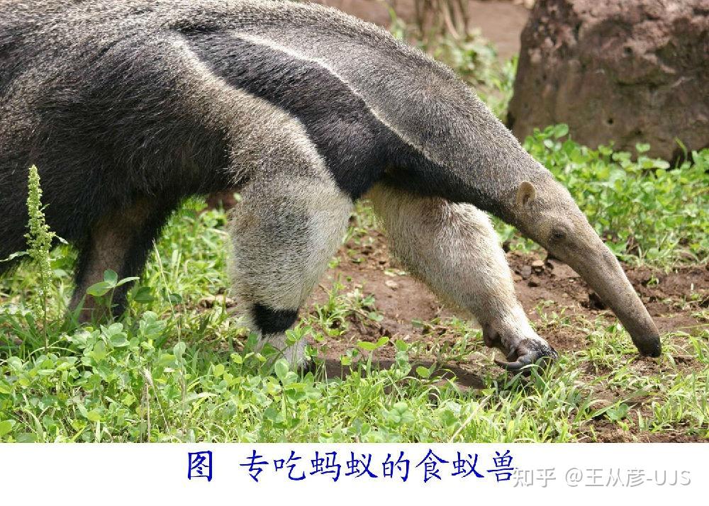 生物界的捕食 - 知乎