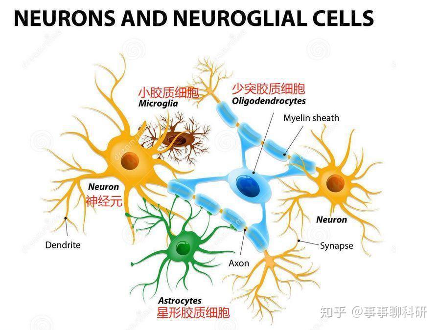 system,cns) 中的细胞大致分为两类:神经元(neurons)和神经胶质细胞