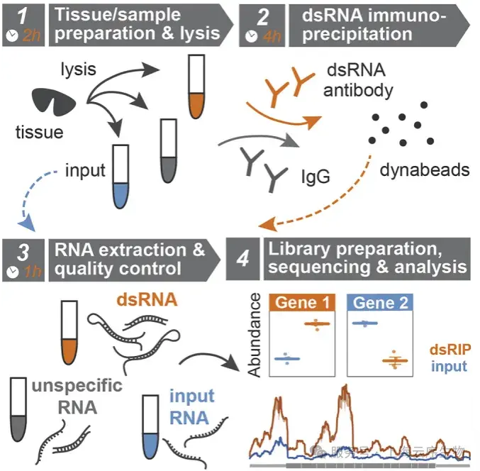 云序新品丨为何Nature/Cell争相聚焦dsRNA?一文揭秘顶刊标配技术dsRIP-Seq - 知乎