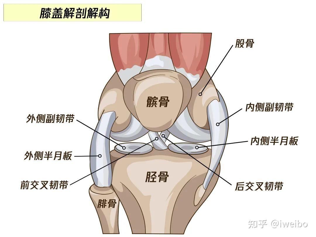 股四头肌肌腱炎症状图片