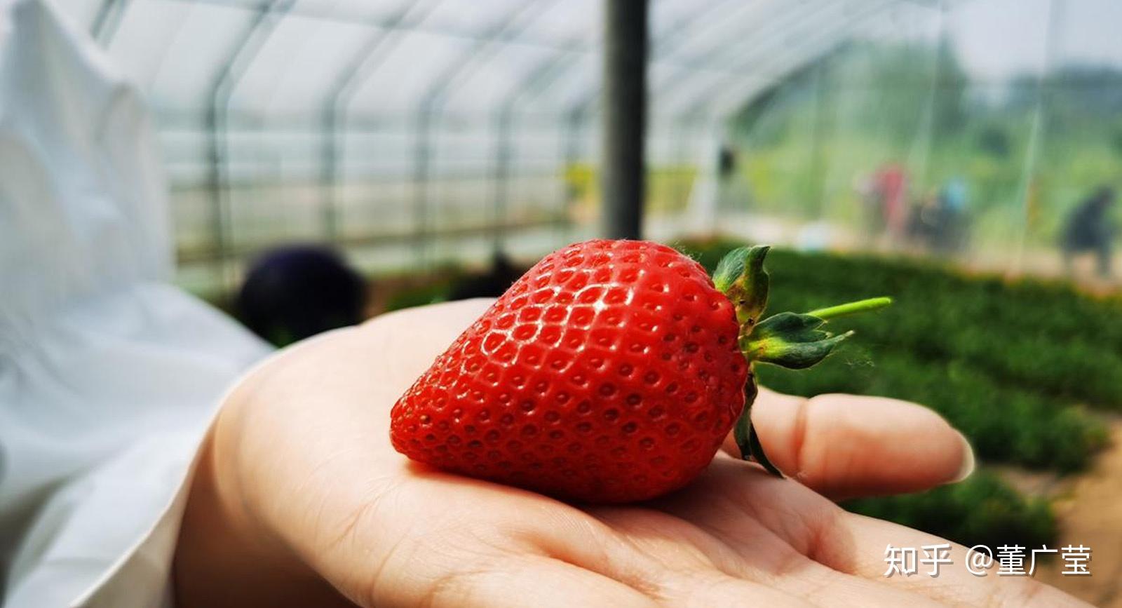 吃的草莓是花托还是果实？ | 说明书网