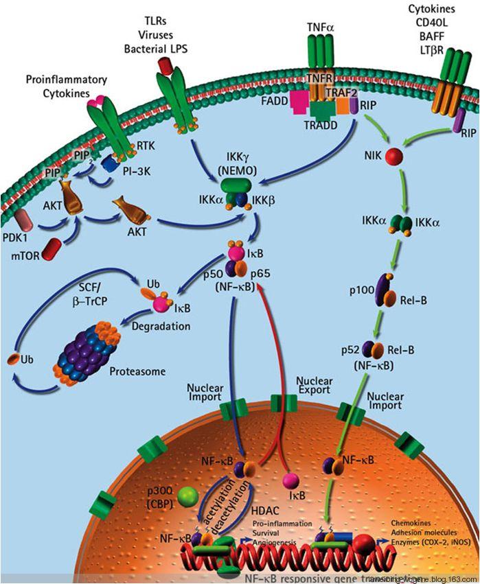 浅聊细胞外基质分解 - 知乎