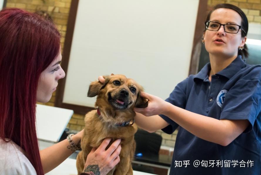 动物医学留学(全世界最好的兽医学校)