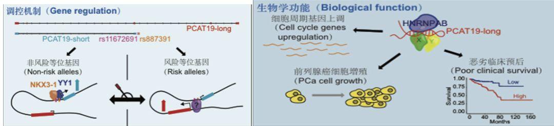 Cell两篇丨卫功宏组与何厚胜组同时聚焦侵袭性前列腺癌发病机制 - 知乎