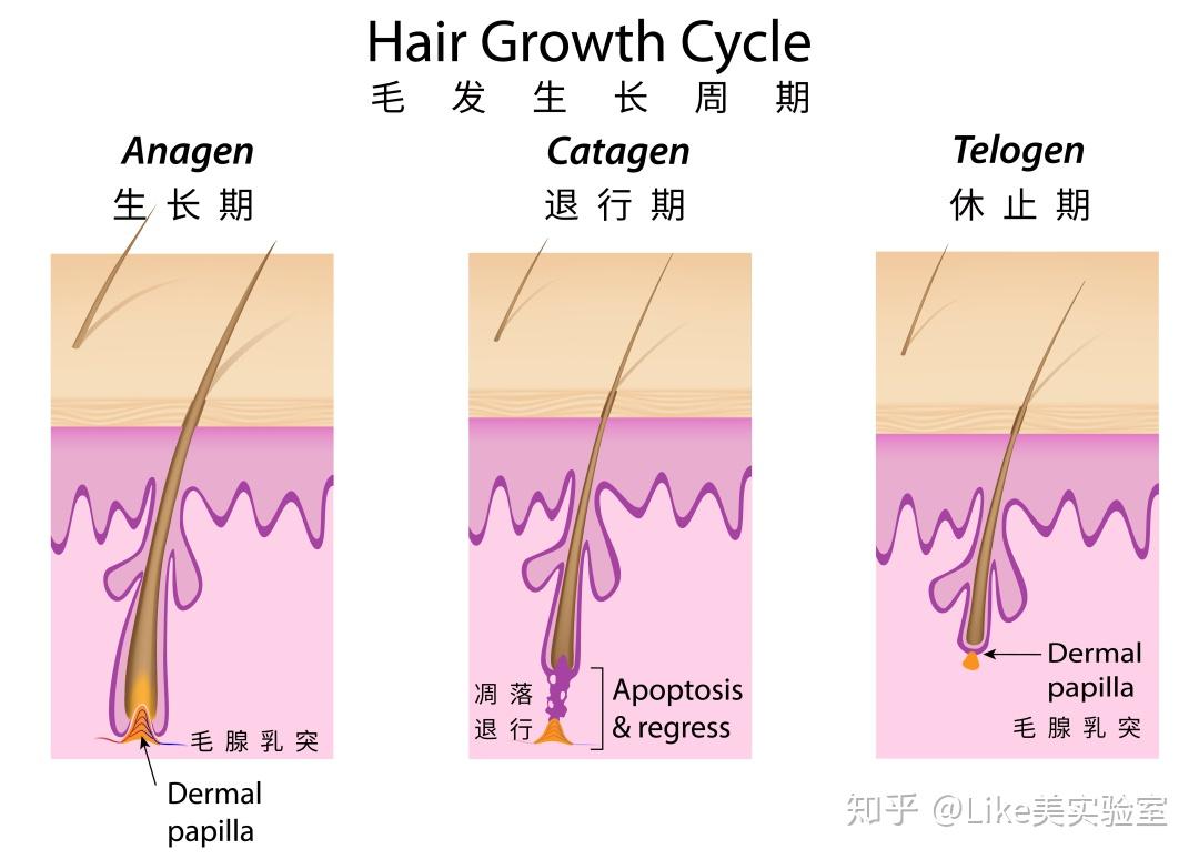 休止期末则头发脱落,毛囊则进入下一生长周期,生长期持续的时间决定
