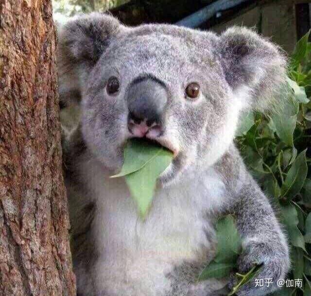 如何评价抖音最近火起来的郭聪明和高火火?