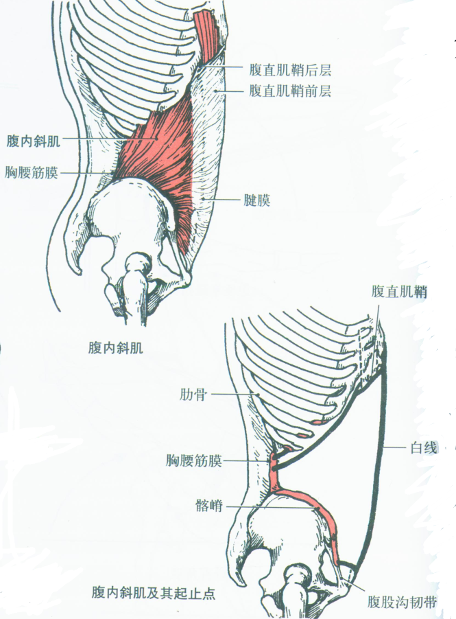 3,腹内斜肌(obliqueus internus abdominis)