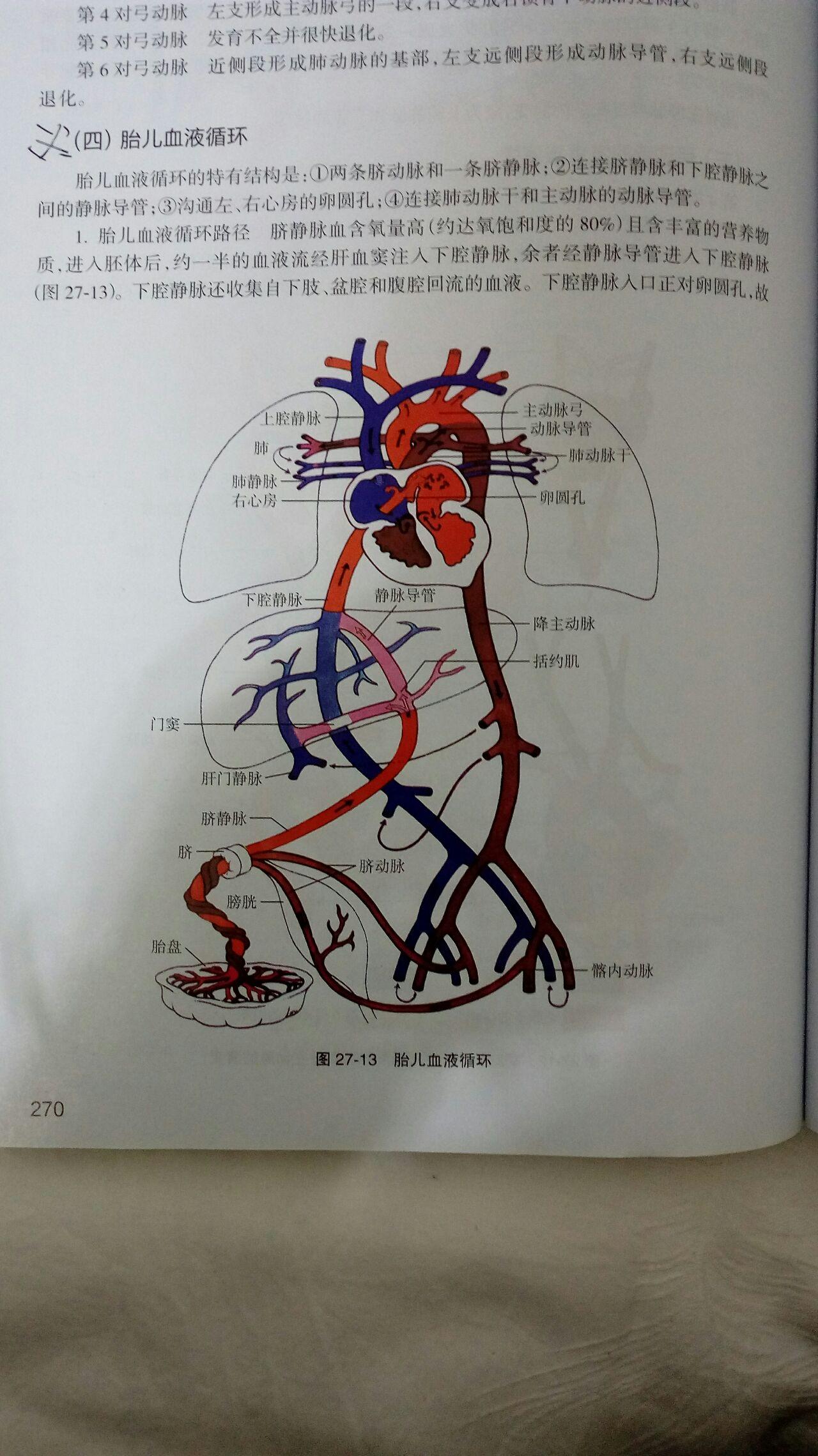 胎儿血液循环模式图片