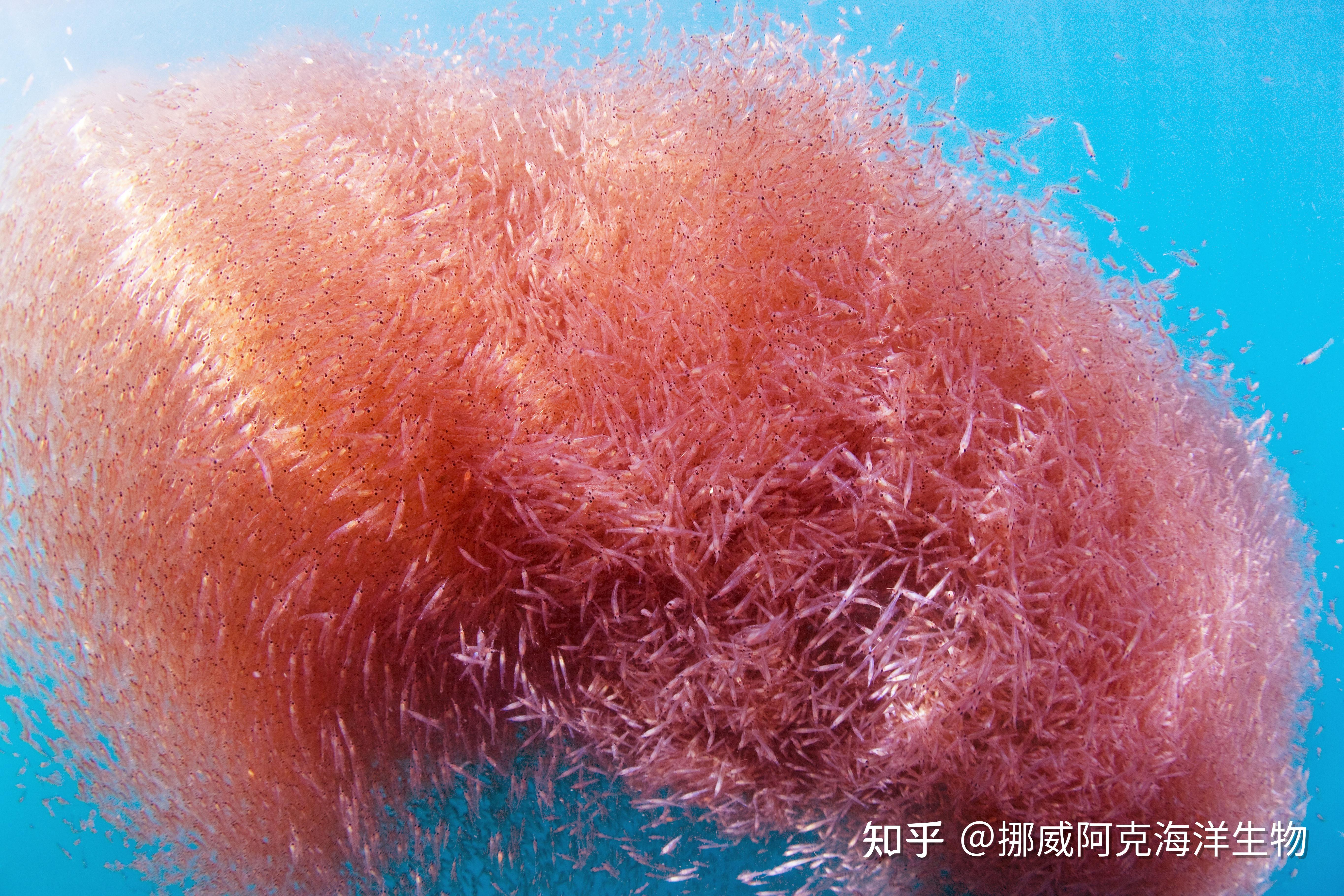 一篇文章带你认识什么是磷虾油 - 知乎