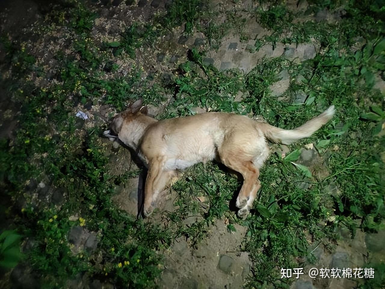 狗狗死后不能埋,原来不是迷信,是有"科学依据"的