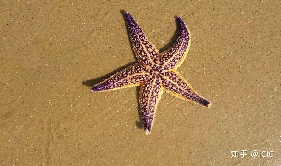 而海星和蜘蛛就分别代表着现实世界中去中心化和中心化的两种组织.