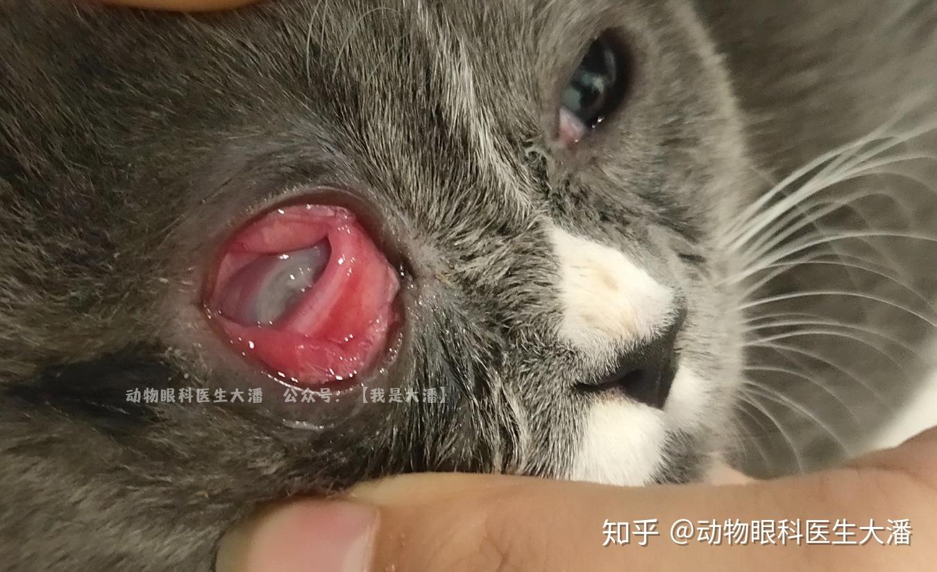 猫咪眼睛烂掉一半,角膜溃疡,在我们这里治疗省掉10000多. - 知乎