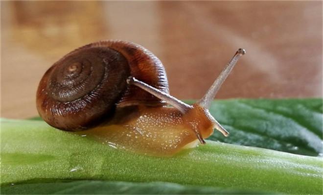 广西众创农业白玉蜗牛养殖效益分析报告