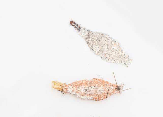 真假衣蛾怎么分辨