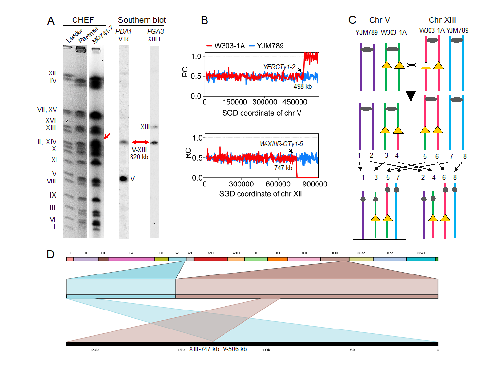 PLoS D. Petes团队合作阐释转座子序列驱动酵母基因组变异规律 知乎