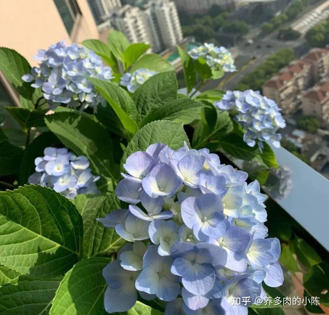 养花千万别有这6种心态,否则你啥花也养不好! - 知乎