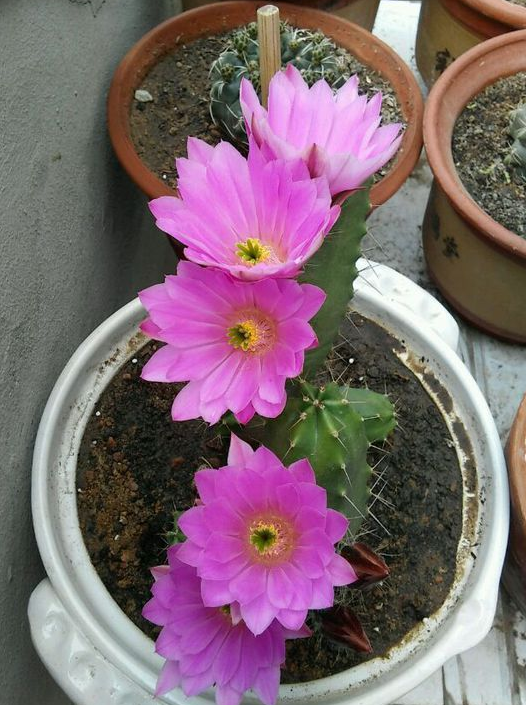 你见过仙人球开花吗?花朵美到惊艳,比玫瑰,牡丹还漂亮