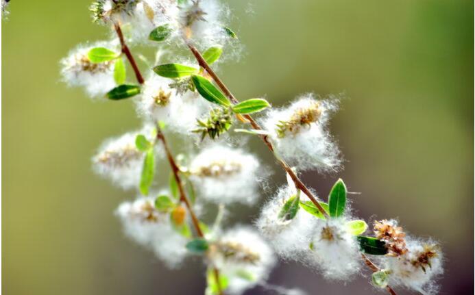 柳絮飘雪花非花