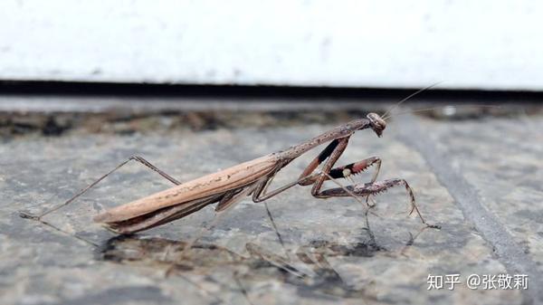 生态客 公众号,有惊喜) 威风"大刀" 中华大刀螳(中华刀螳)tenodeaa
