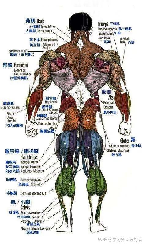 找了好久的最為詳細的肌肉分解圖了學習知識愛好者