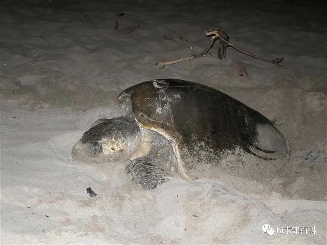 小海龜破殼而出夜鷺如何狩獵驚險一刻將會發生