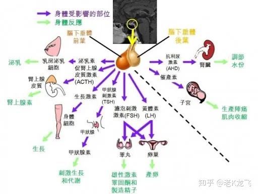 脑锥体图片