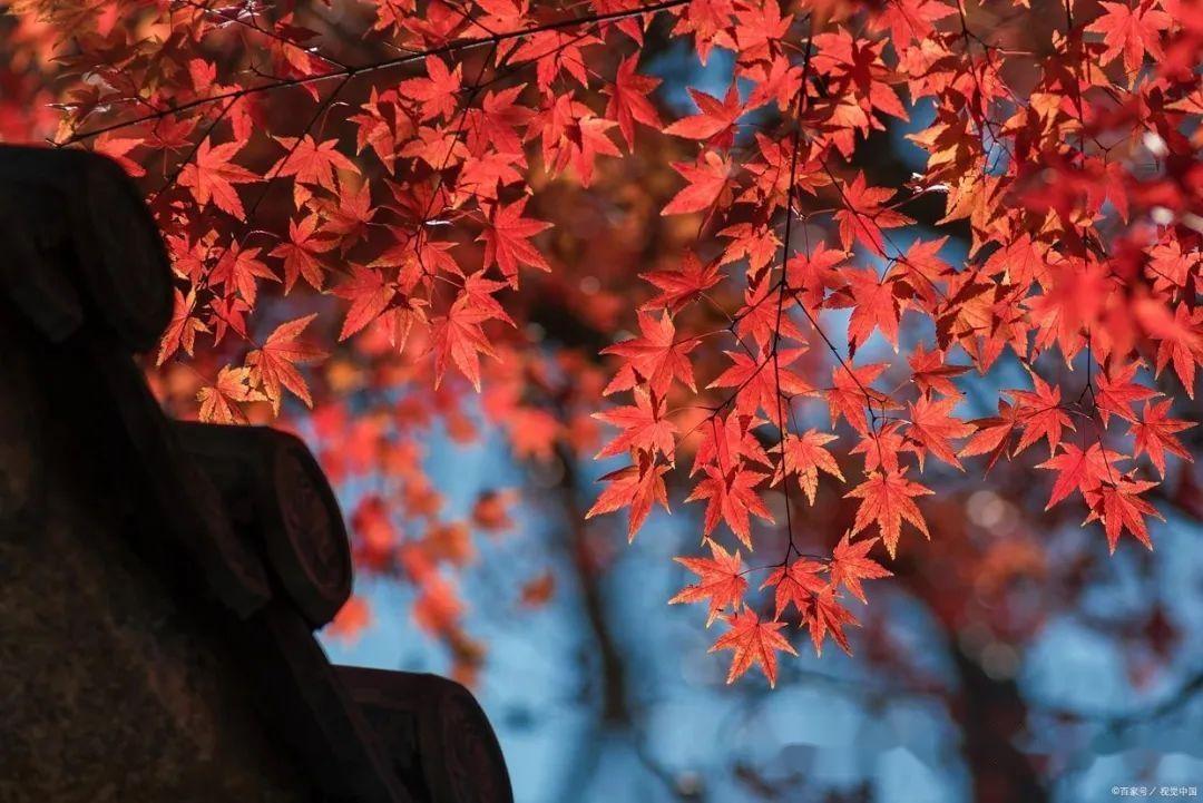 香山红叶几月份最佳追寻秋日绝美探寻香山红叶