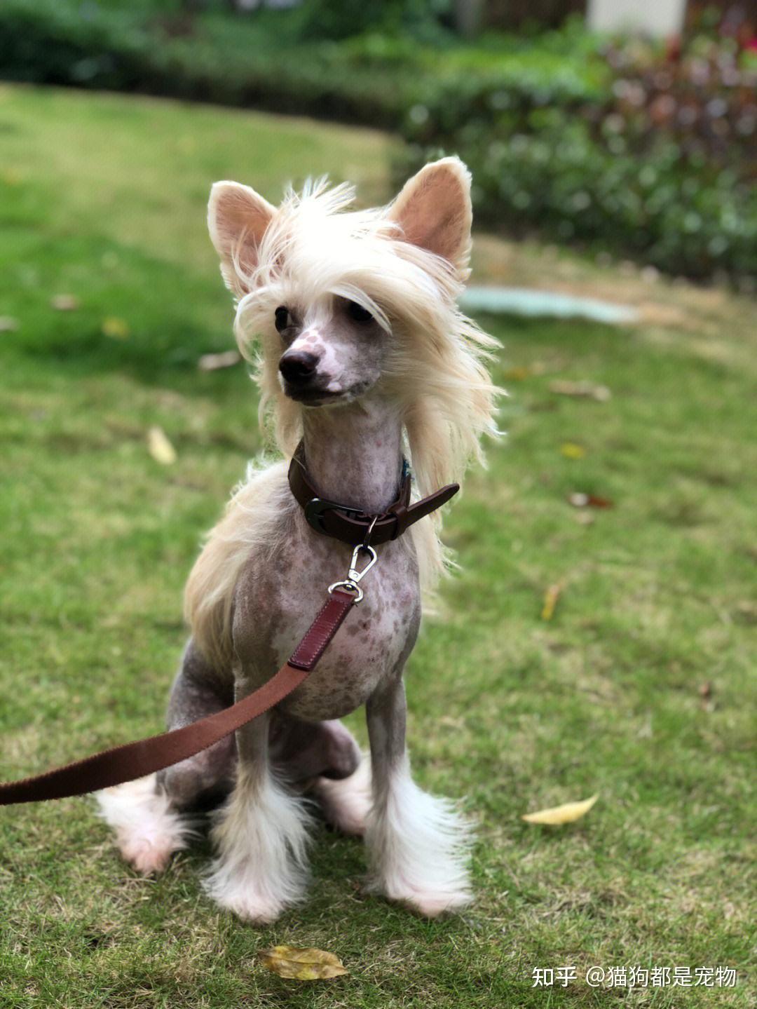 最具代表性的8种中华田园犬你们喜欢哪一种呢