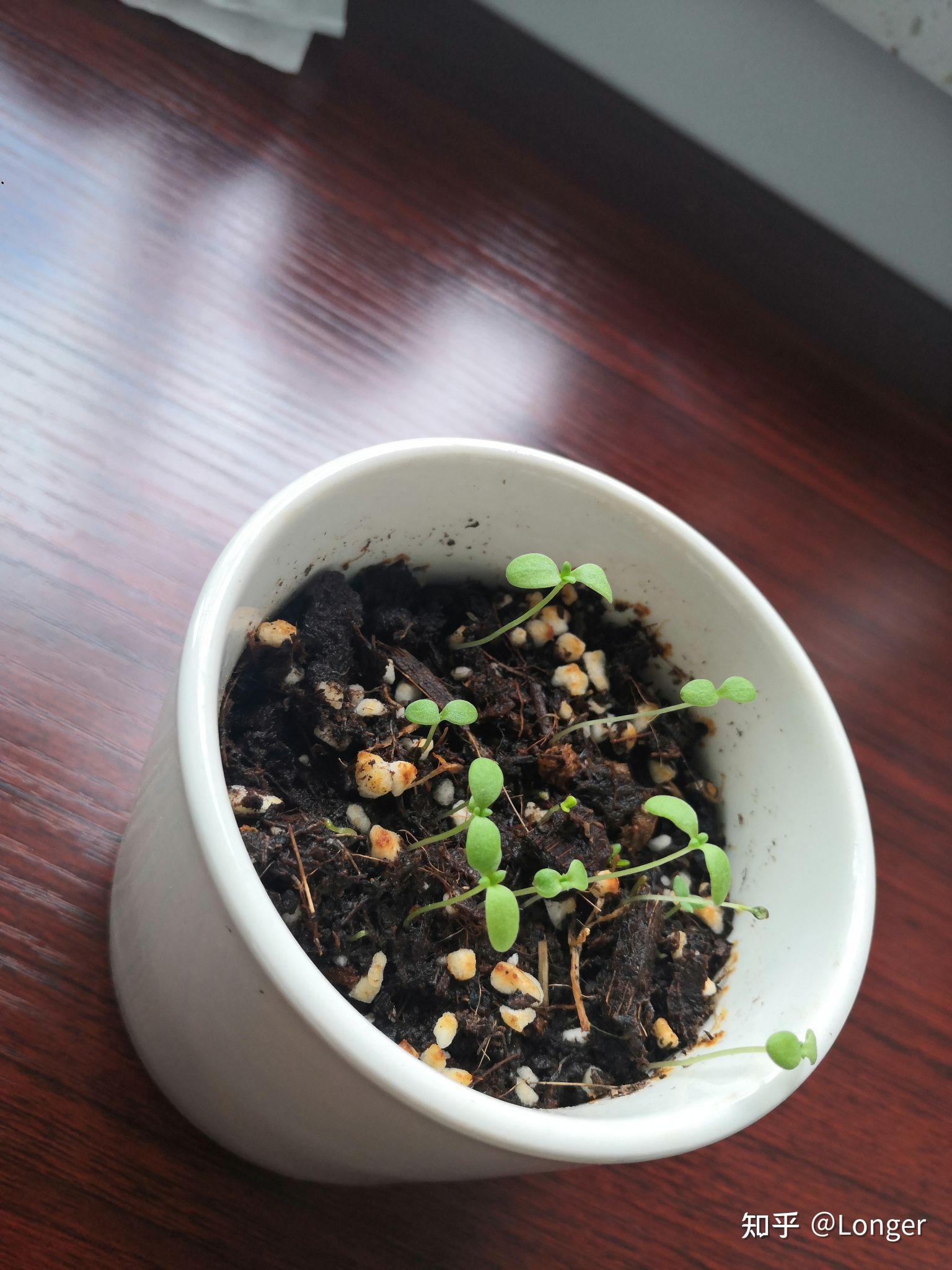 刚发芽的菊花幼苗图片图片