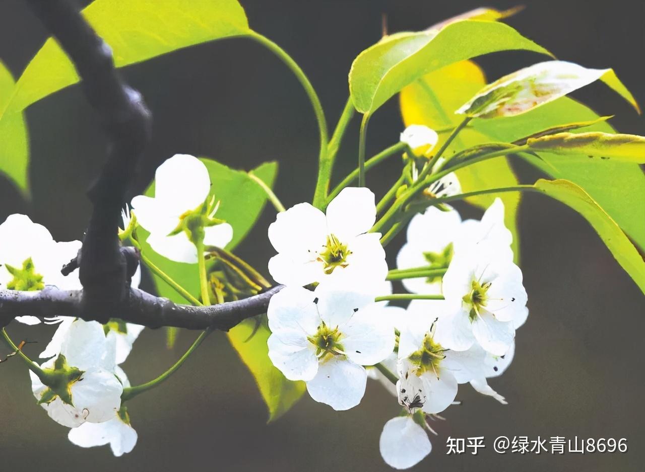 秋月梨花期授粉要注意的几个要点