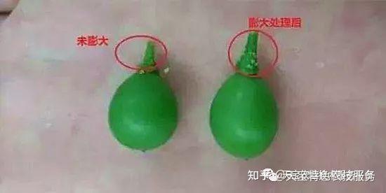 葡萄拉花、保果、无核怎么处理? - 知乎
