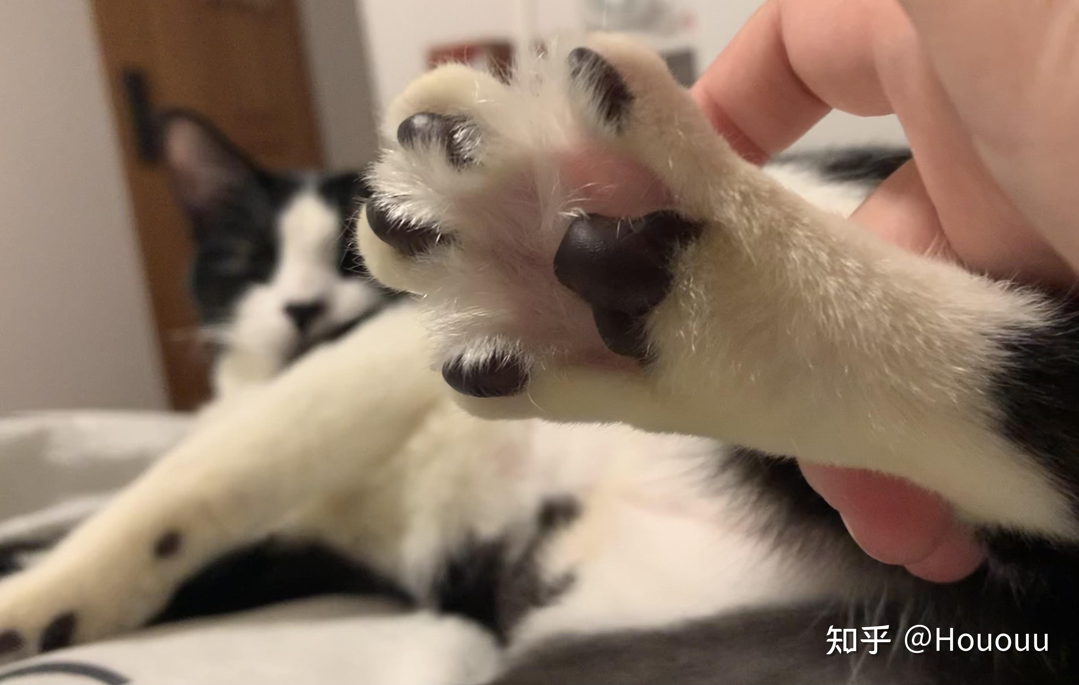 你家猫咪爪爪是什么颜色