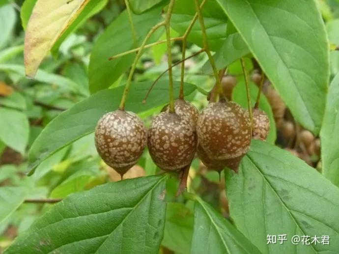 国家Ⅱ级保护濒危珍稀植物：秤锤树 - 知乎