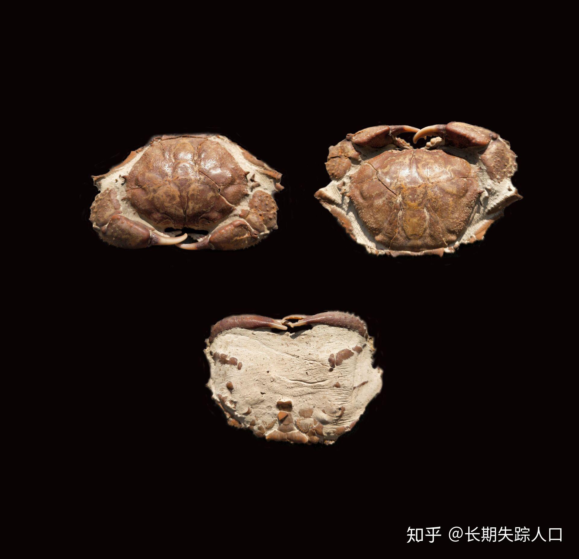 被用于中药的螃蟹化石石蟹