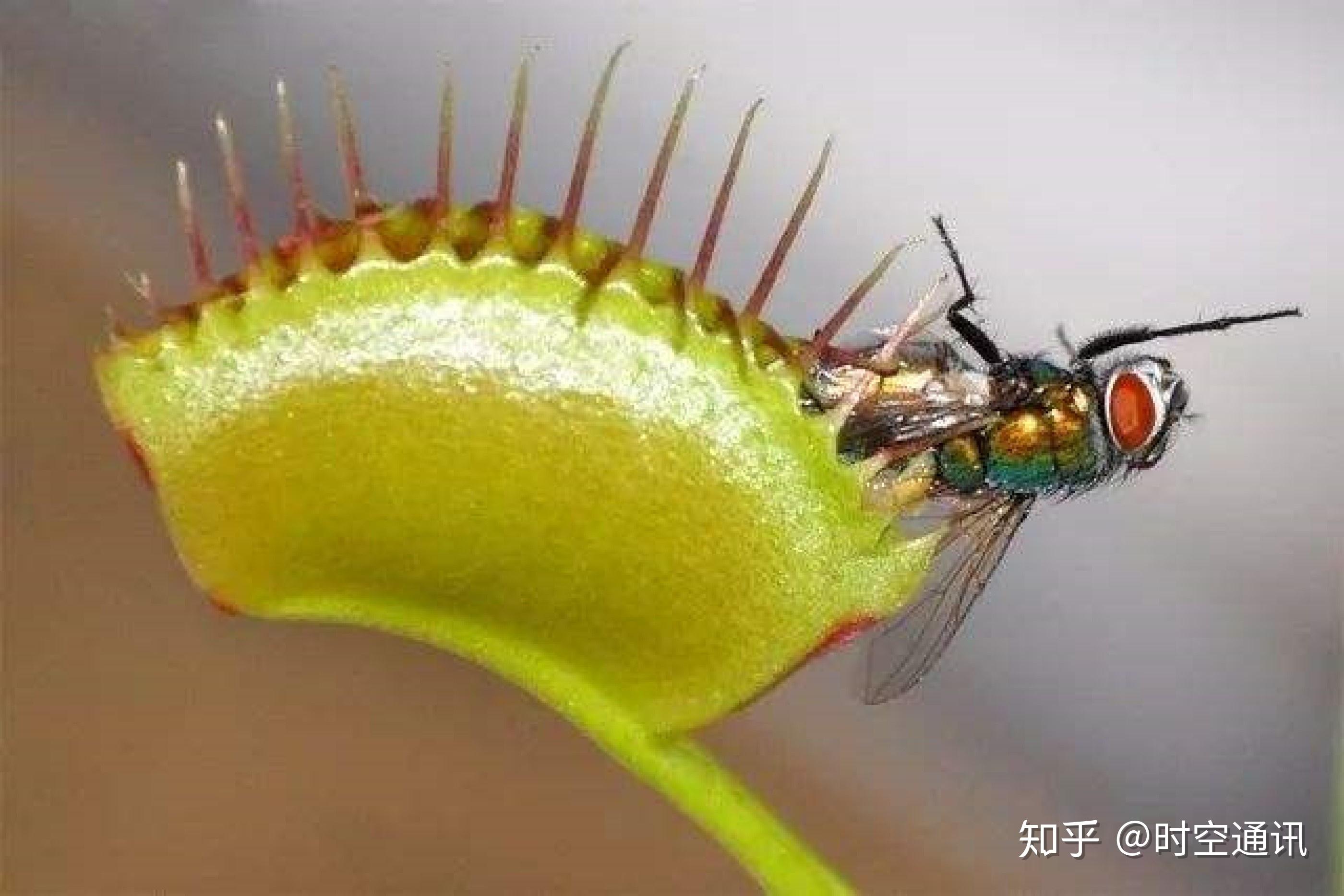 热带雨林的食人树图片