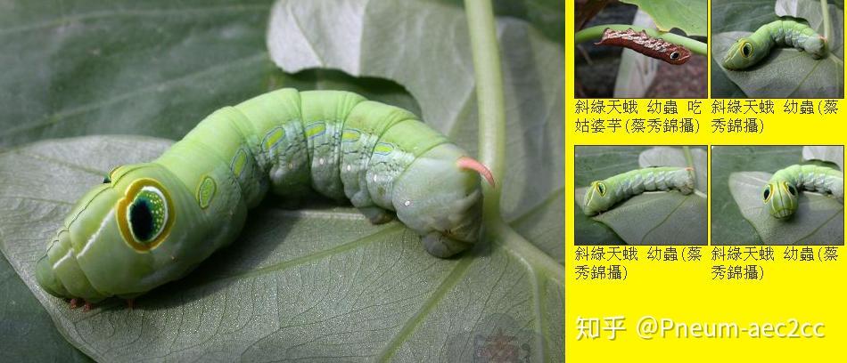 各位瞅瞅这是个啥虫?