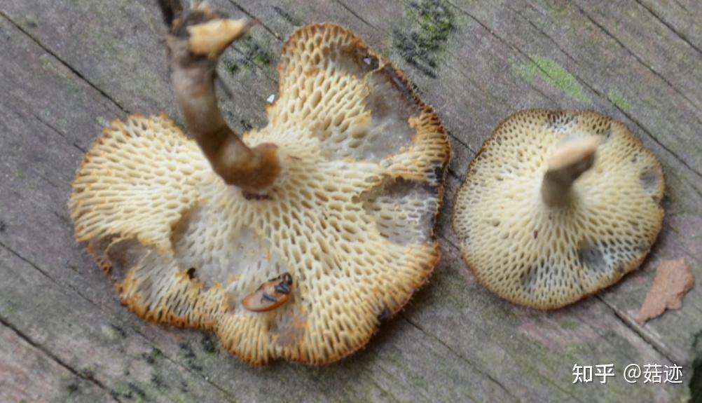 菇迹漏斗大孔菌