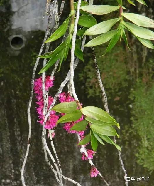 观赏石斛兰的家庭种植技术 知乎