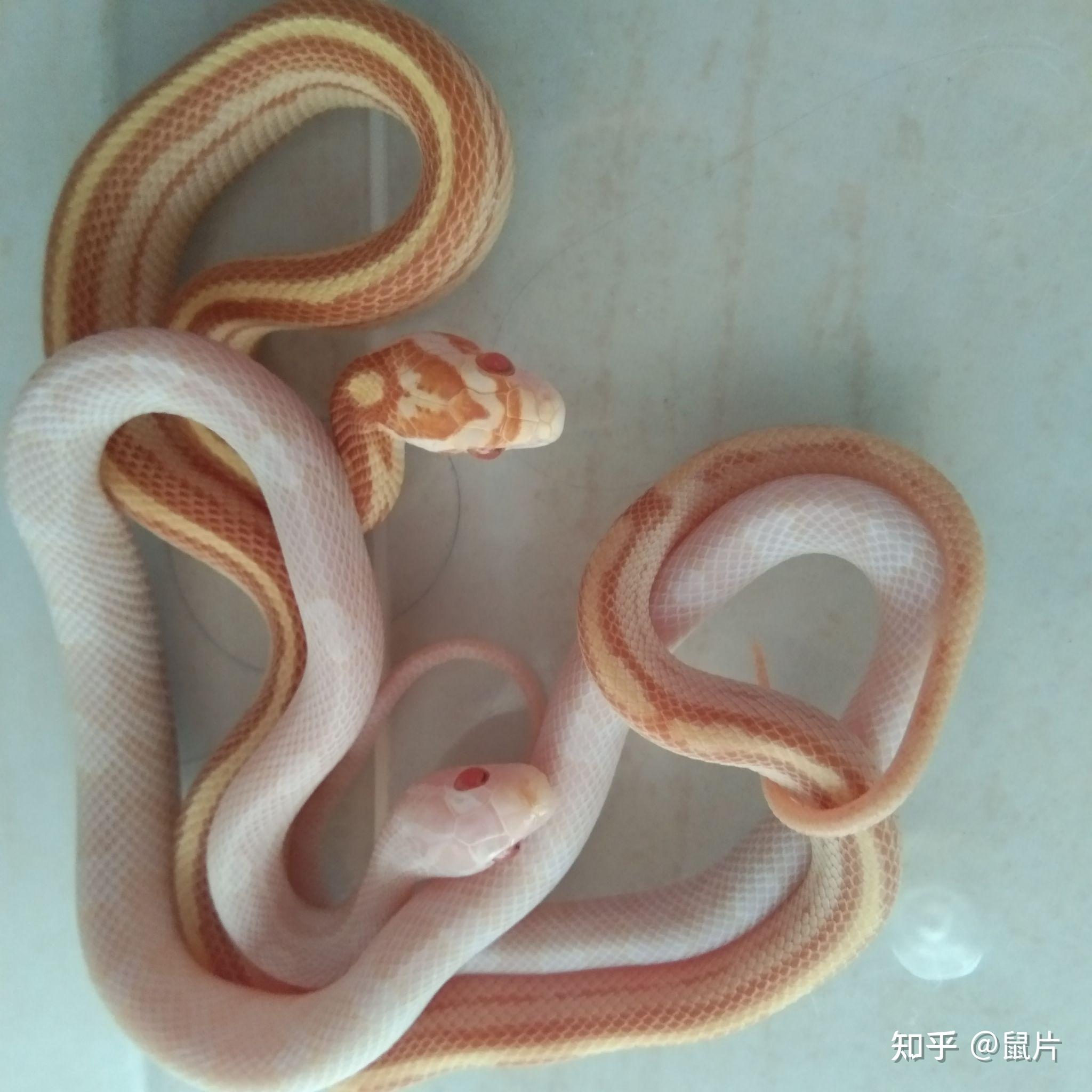 想养蛇的话,哪些品种适合新手呢? - 知乎