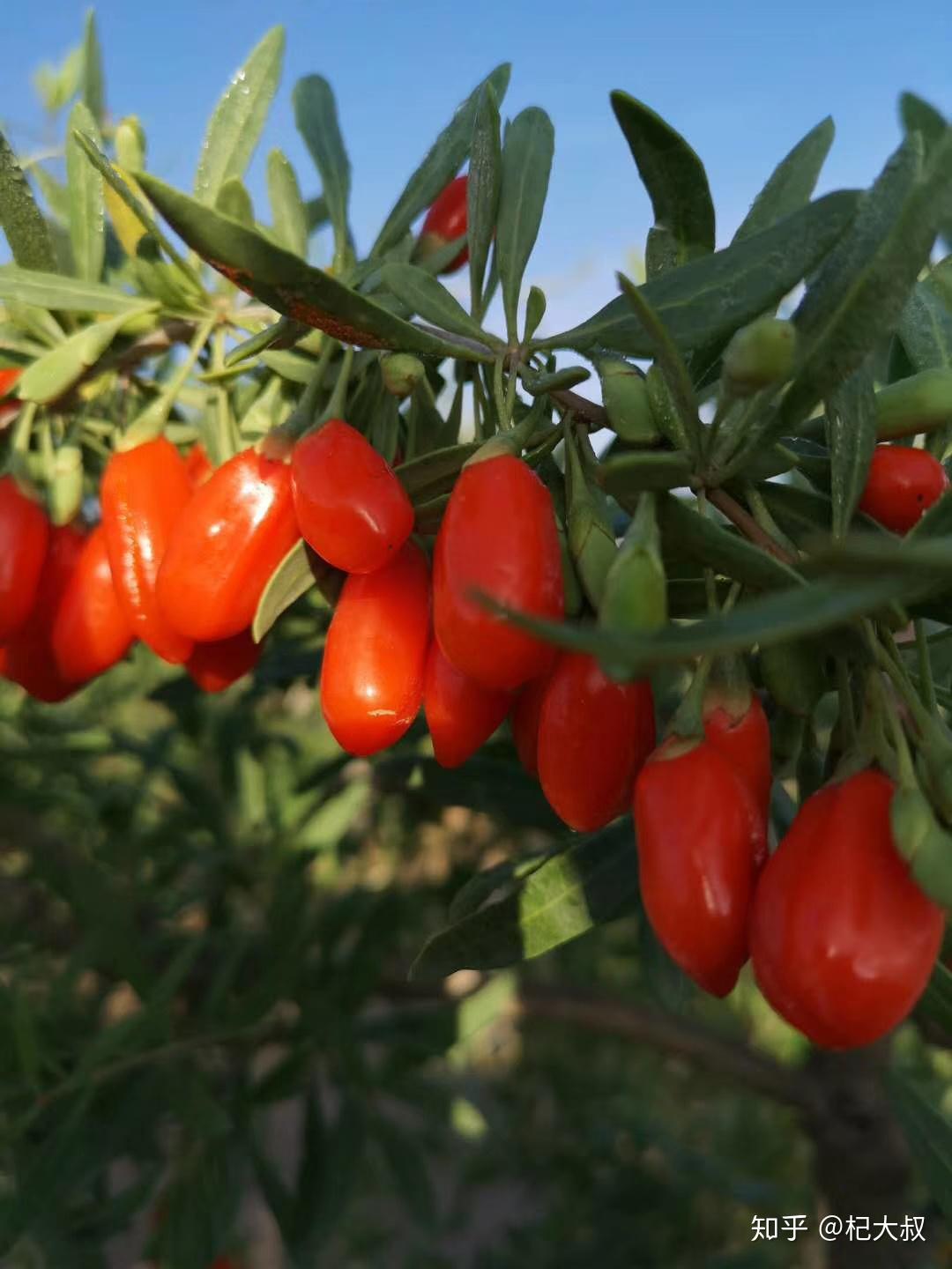 亲爱的客栈3落户黄河边枸杞乡马上就要温暖开张啦