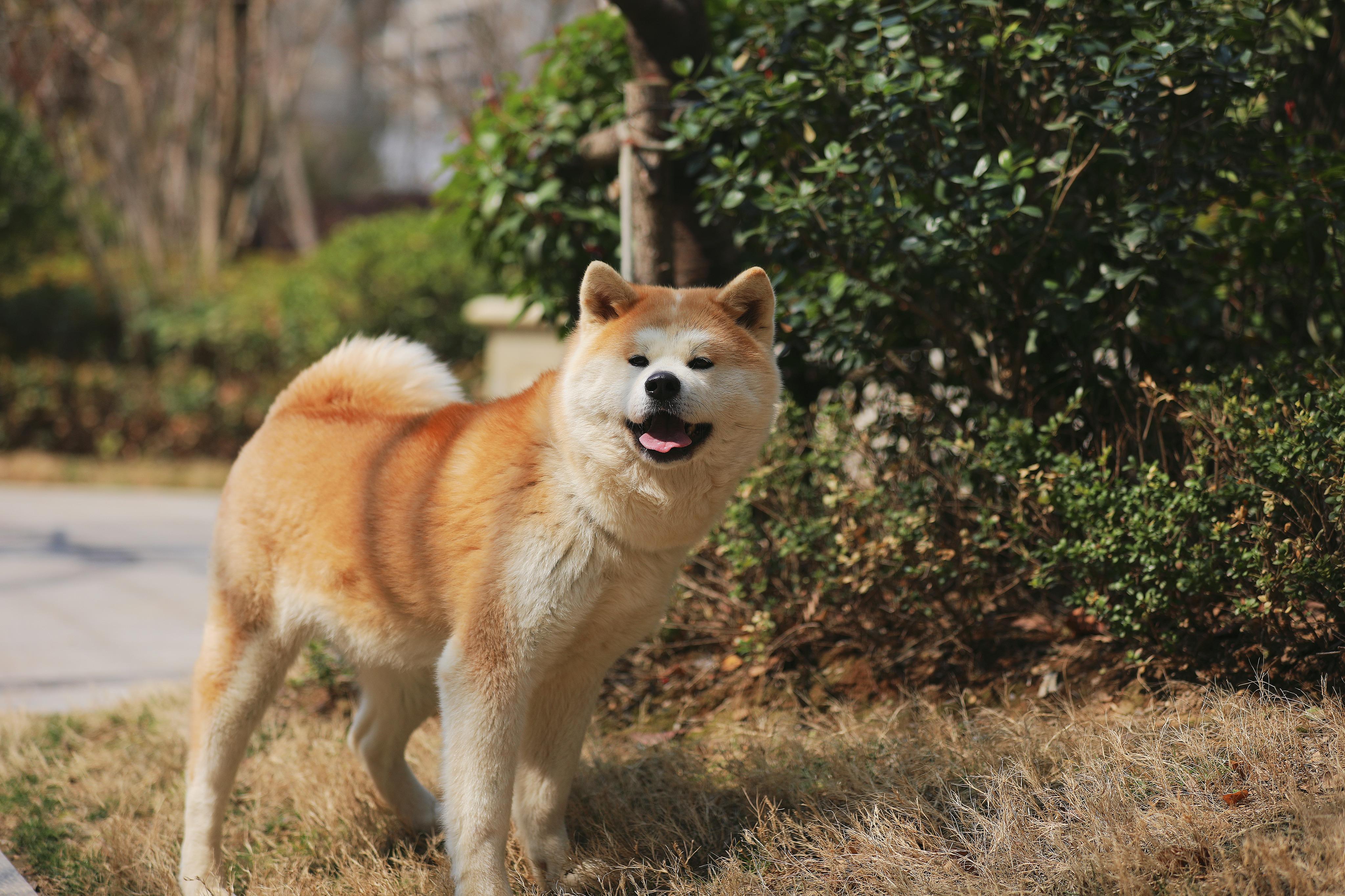 来赤骑秋田犬舍挑选属于你的忠犬八公