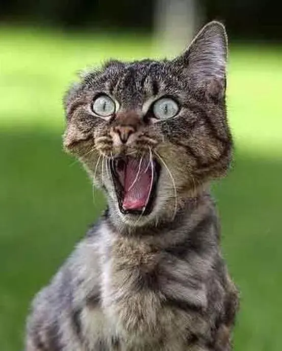 我那个在美国连救护车都不敢叫的室友终于回国住院了