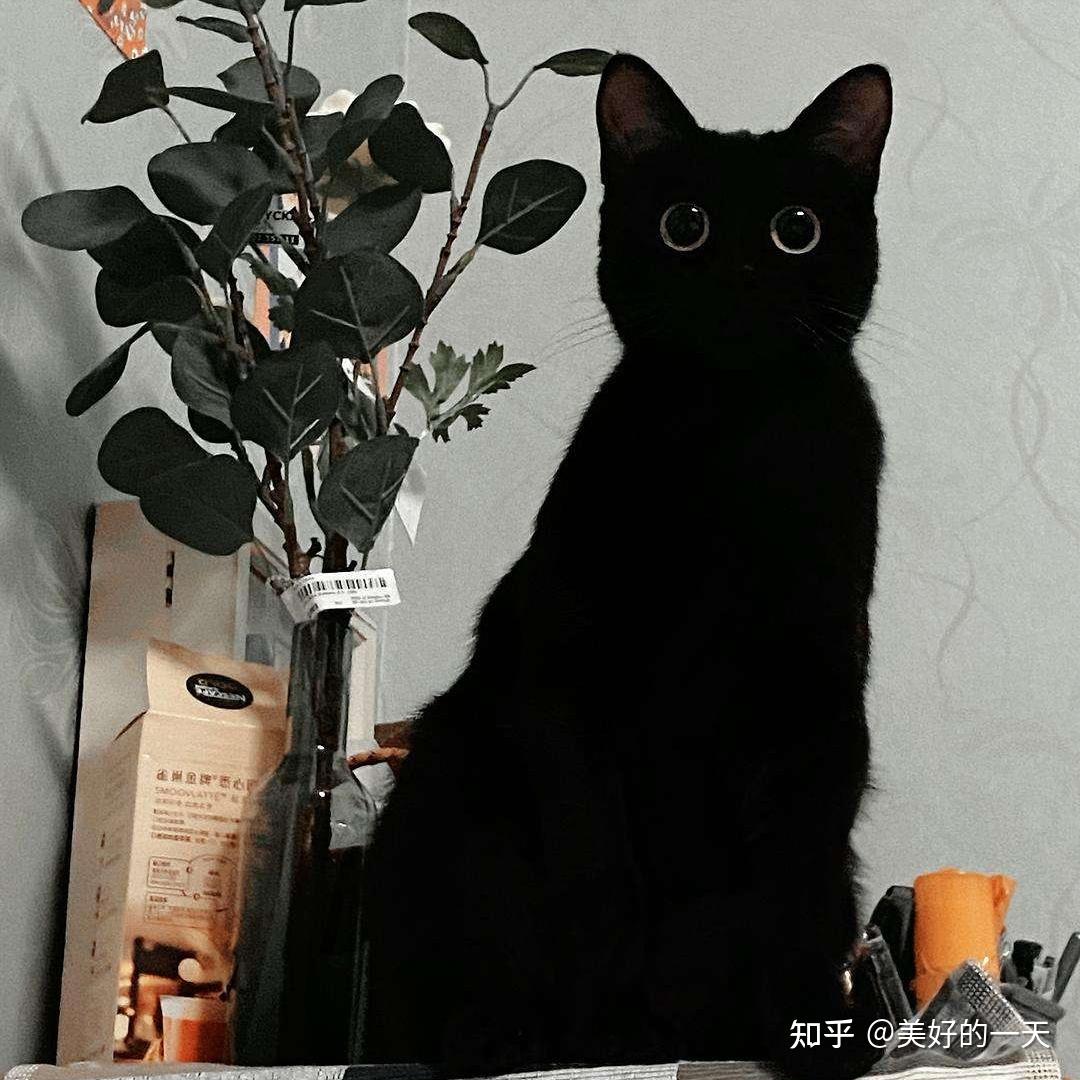 养“黑猫”真的很可怕,劝你不要轻易养! - 知乎