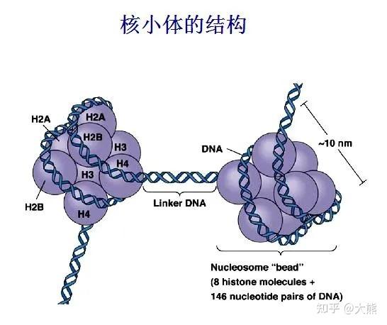 DNA与基因结构:从分子基础到表观调控 - 知乎
