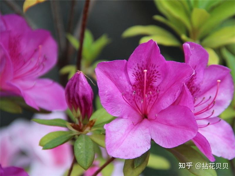 识花 | 中国国花里的文化 - 知乎