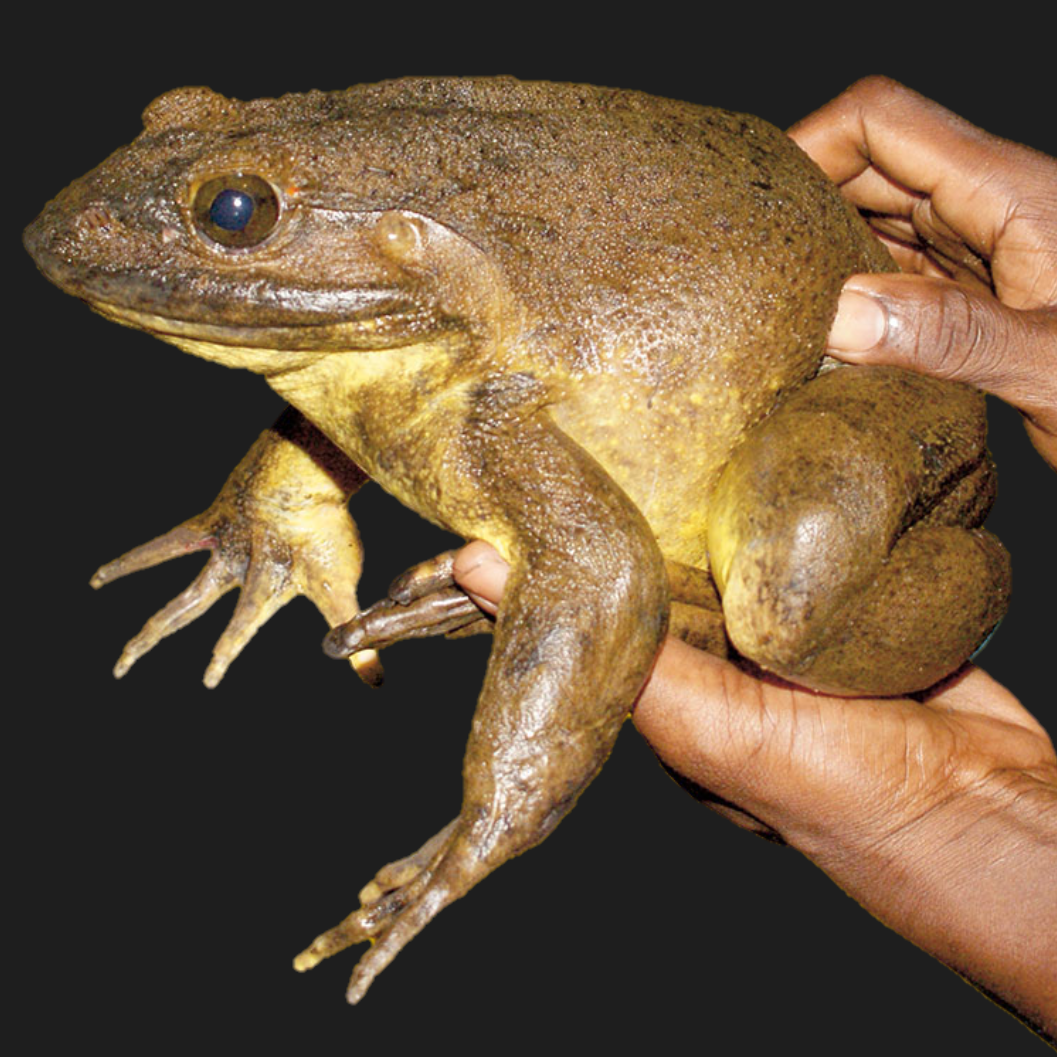 目前,世界上已知的最大蛙蛙是非洲巨蛙goliath frog,又称巨谐蛙,歌利