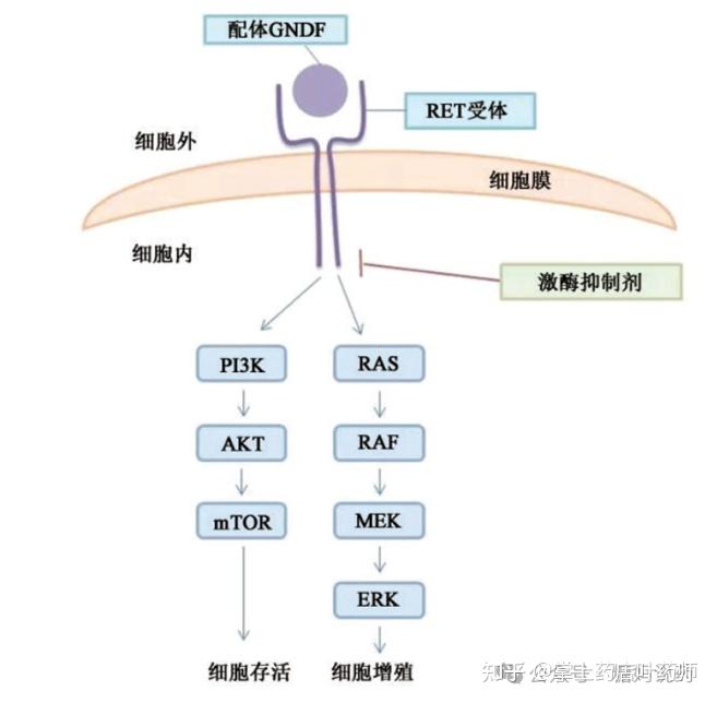 一文了解什么是RET基因融合？针对RET基因融合的靶向药的详细介绍 - 知乎