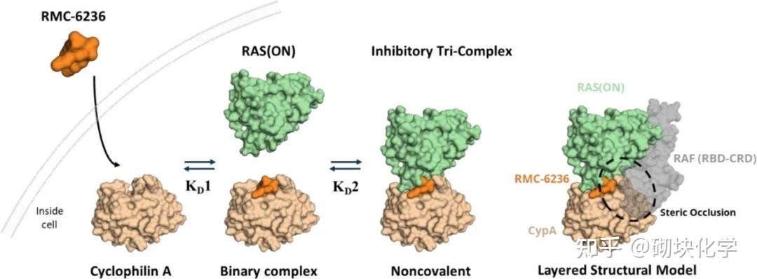RAS抑制剂:市场火热追捧的RMC-9805,哪里有现货? - 知乎
